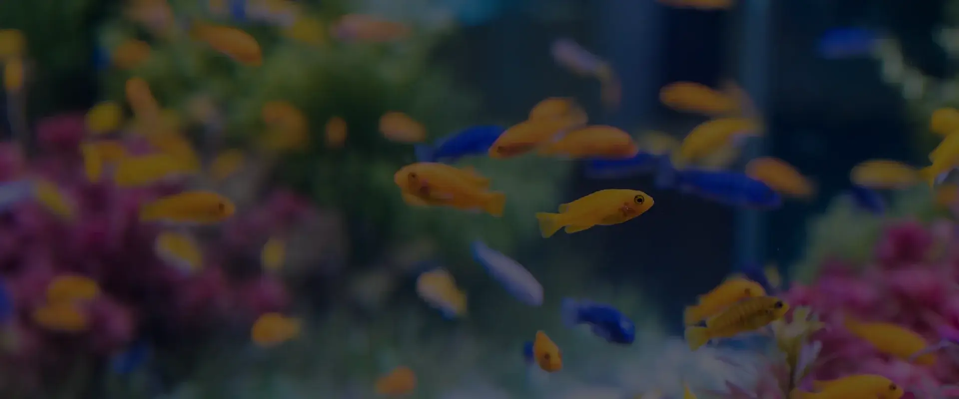 Aquariums | Nursery Buyers Guide